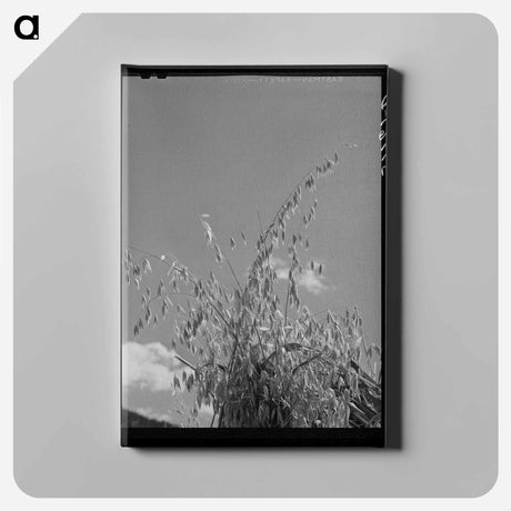 アートパネル-Oats, La Plata County
 - ラッセル リー Canvas.