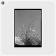 アートポストカード-Oats, La Plata County
 - ラッセル リー Postcard.