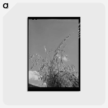 アートポストカード-Oats, La Plata County
 - ラッセル リー Postcard.