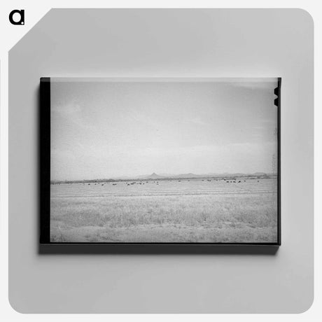 アートパネル-Range Cattle at Casa Grande Valley Farms
 - ラッセル リー Canvas.
