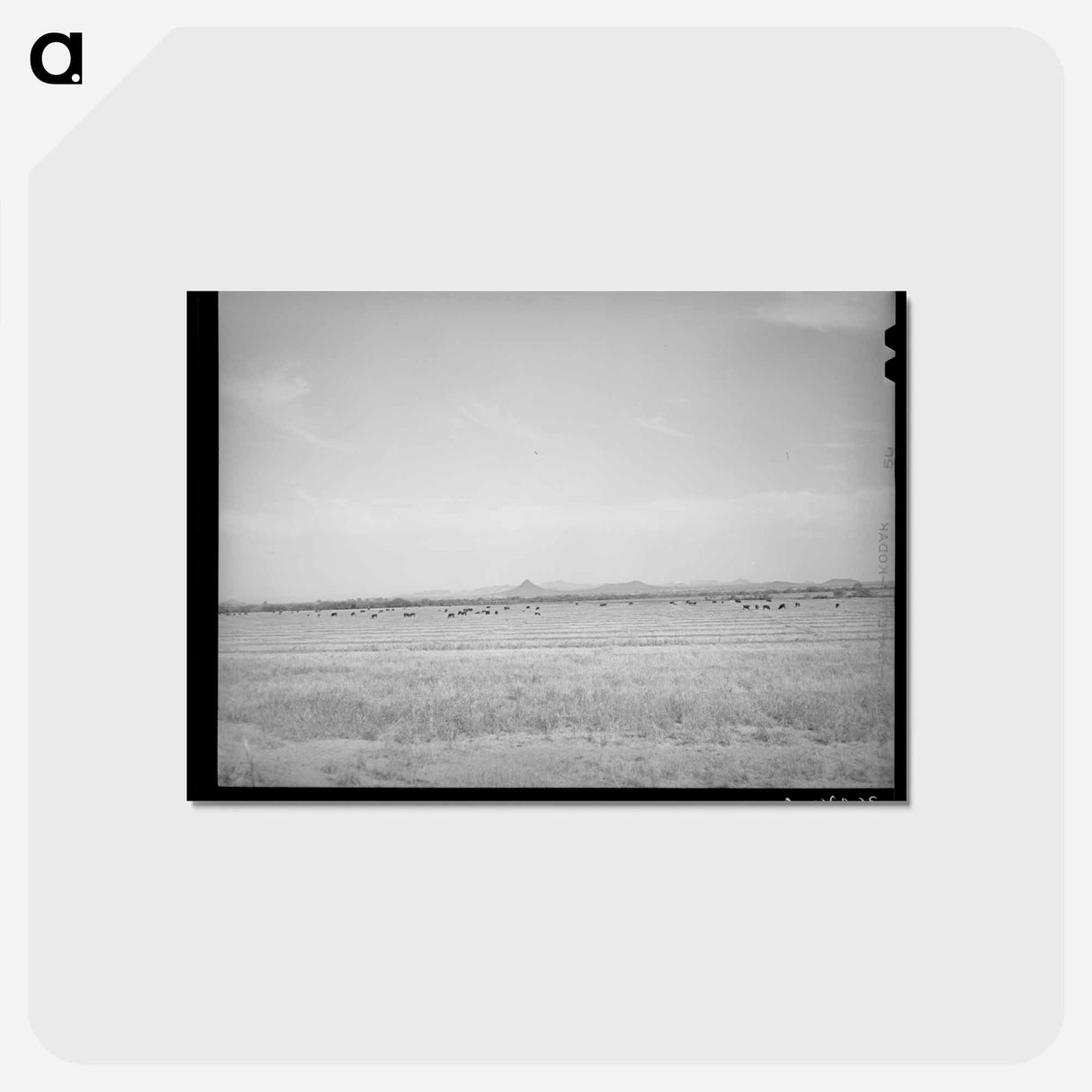 アートポストカード-Range Cattle at Casa Grande Valley Farms
 - ラッセル リー Postcard.