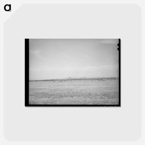 アートポストカード-Range Cattle at Casa Grande Valley Farms
 - ラッセル リー Postcard.