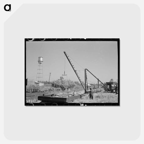 アートポストカード-Loading Sugarcane, Louisiana
 - ラッセル リー Postcard.
