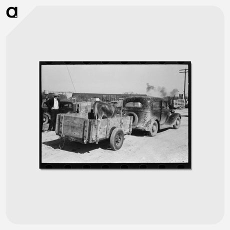 アートポストカード-Cattle at Stockyards Auction, San Angelo, Texas
 - ラッセル リー Postcard.