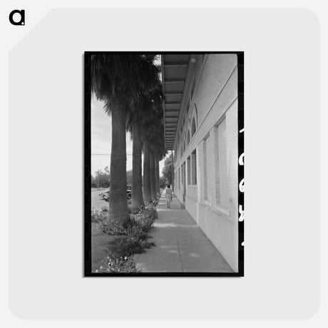 アートポストカード-Palm-Lined Sidewalk, Tempe, Arizona
 - ラッセル リー Postcard.