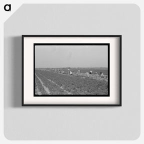 アートポスター-Mexican Carrot Workers in Field
 - ラッセル リー Poster.