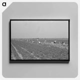 アートパネル-Mexican Carrot Workers in Field
 - ラッセル リー Canvas.