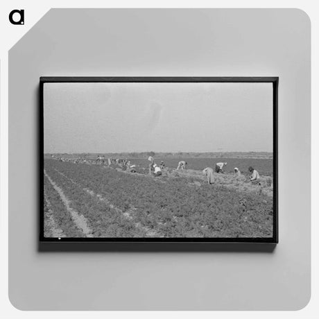 アートパネル-Mexican Carrot Workers in Field
 - ラッセル リー Canvas.