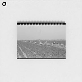 アートメモ帳-Mexican Carrot Workers in Field
 - ラッセル リー Memo.