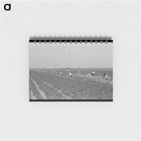 アートメモ帳-Mexican Carrot Workers in Field
 - ラッセル リー Memo.
