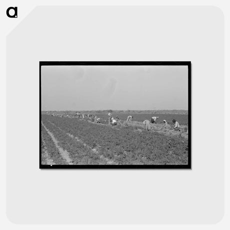 アートポストカード-Mexican Carrot Workers in Field
 - ラッセル リー Postcard.