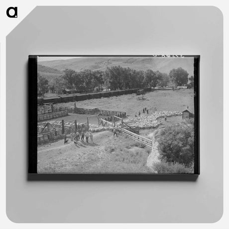 アートパネル-Driving Fat Lambs to Shipping Corrals, Cimarron, Colorado
 - ラッセル リー Canvas.