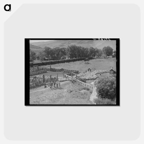 アートポストカード-Driving Fat Lambs to Shipping Corrals, Cimarron, Colorado
 - ラッセル リー Postcard.