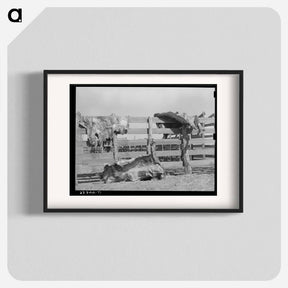 アートポスター-Cattle Hides on Corral Fence, Spur, Texas
 - ラッセル リー Poster.