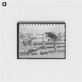 アートメモ帳-Cattle Hides on Corral Fence, Spur, Texas
 - ラッセル リー Memo.