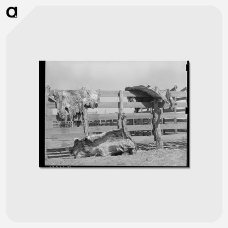 アートポストカード-Cattle Hides on Corral Fence, Spur, Texas
 - ラッセル リー Postcard.