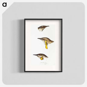 アートポスター-Australian Wattlebirds
 - ジョン グールド Poster.