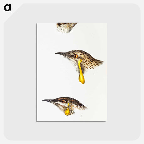 アートポストカード-Australian Wattlebirds
 - ジョン グールド Postcard.