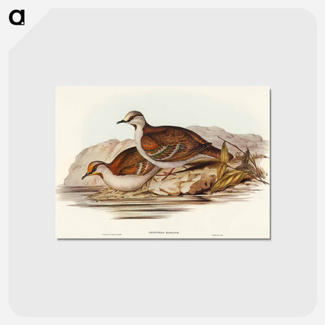 アートポストカード-Brush Bronze-winged Pigeon
 - オーストラリアの鳥 Postcard.