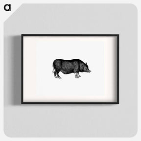 アートポスター-Pig from On the Domesticated Animals of the British Islands
 - 大英図書館 Poster.