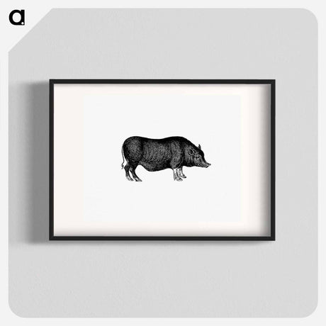 アートポスター-Pig from On the Domesticated Animals of the British Islands
 - 大英図書館 Poster.