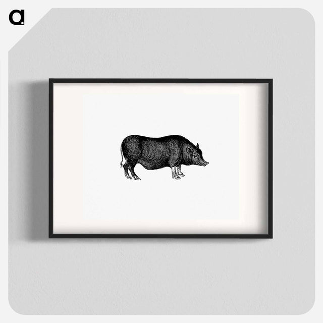 アートポスター-Pig from On the Domesticated Animals of the British Islands
 - 大英図書館 Poster.