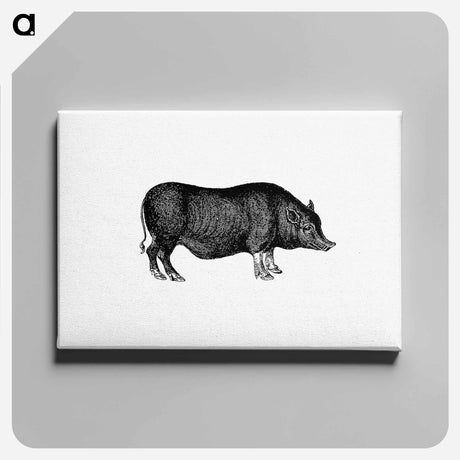 アートパネル-Pig from On the Domesticated Animals of the British Islands
 - 大英図書館 Canvas.
