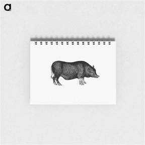 アートメモ帳-Pig from On the Domesticated Animals of the British Islands
 - 大英図書館 Memo.