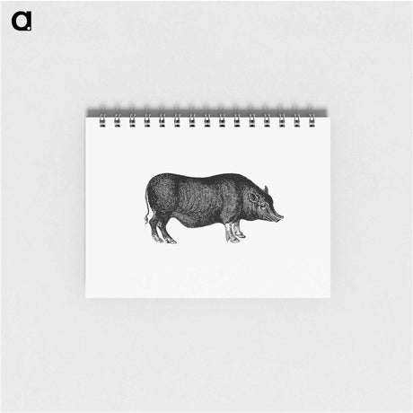 アートメモ帳-Pig from On the Domesticated Animals of the British Islands
 - 大英図書館 Memo.