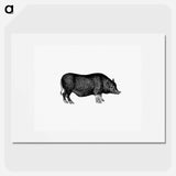 アートポスター-Pig from On the Domesticated Animals of the British Islands
 - 大英図書館 Poster.