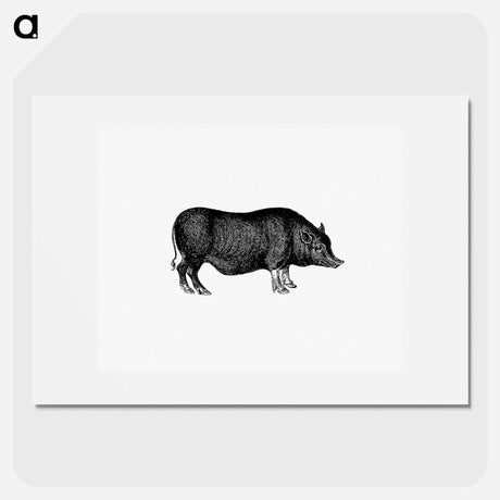アートポスター-Pig from On the Domesticated Animals of the British Islands
 - 大英図書館 Poster.