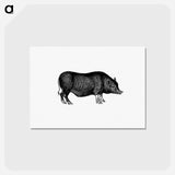 アートポストカード-Pig from On the Domesticated Animals of the British Islands
 - 大英図書館 Postcard.