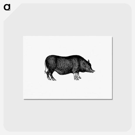 アートポストカード-Pig from On the Domesticated Animals of the British Islands
 - 大英図書館 Postcard.