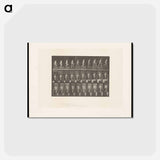 アートポストカード-Naked Man Ascending
 - エドワード マイブリッジ Postcard.