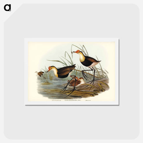 アートポストカード-Gallinaceous Parra
 - ジョン グールド Postcard.