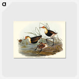 アートポストカード-Gallinaceous Parra
 - ジョン グールド Postcard.