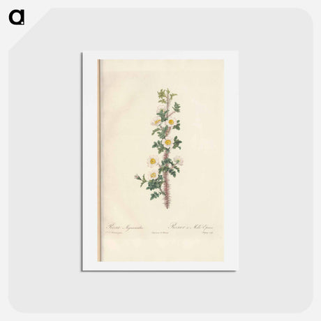 アートポストカード-Rose illustration - ピエール ジョゼフ ルドゥーテ Postcard.