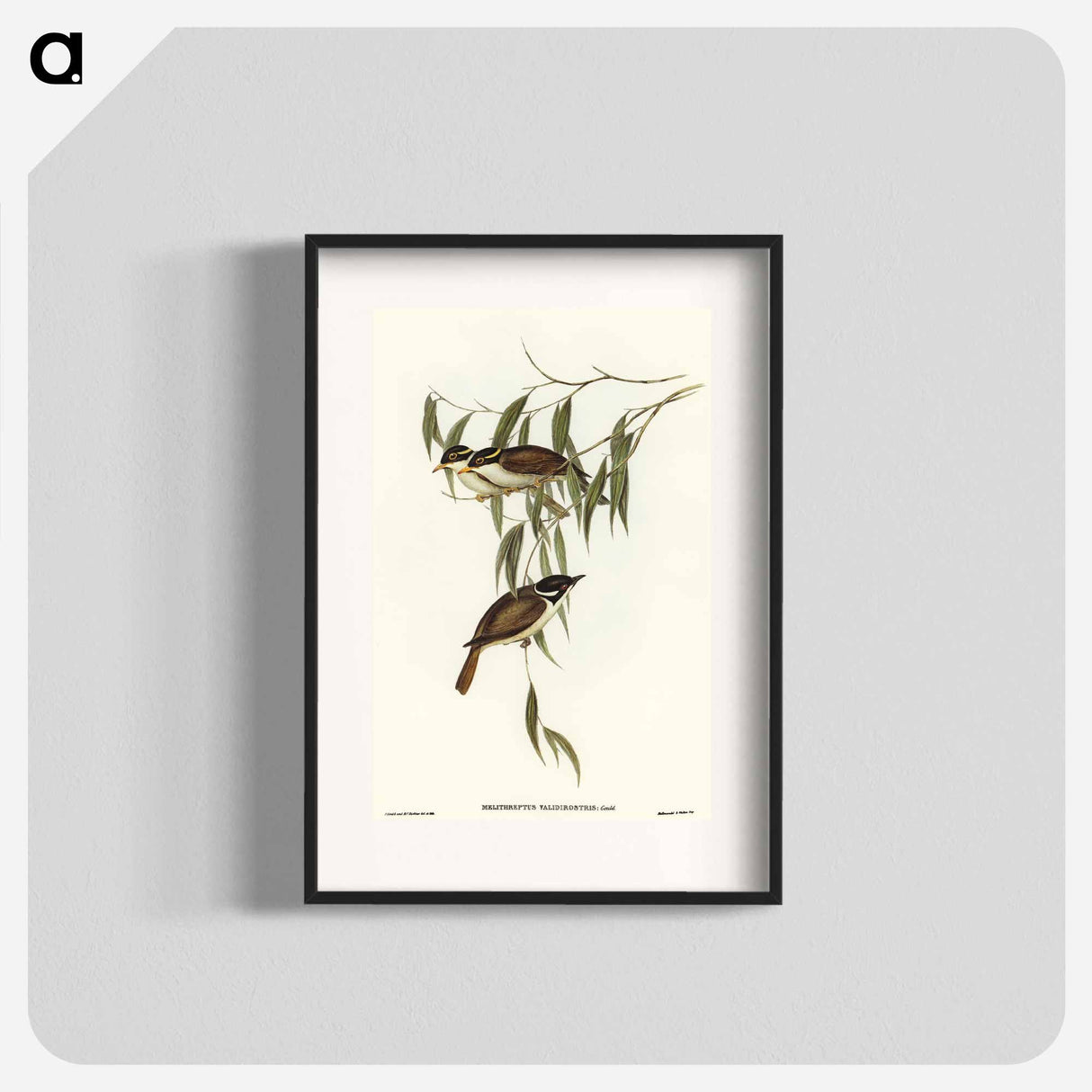 Strong-billed Honey-eater
 - オーストラリアの鳥 Poster.