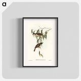 Strong-billed Honey-eater
 - オーストラリアの鳥 Poster.