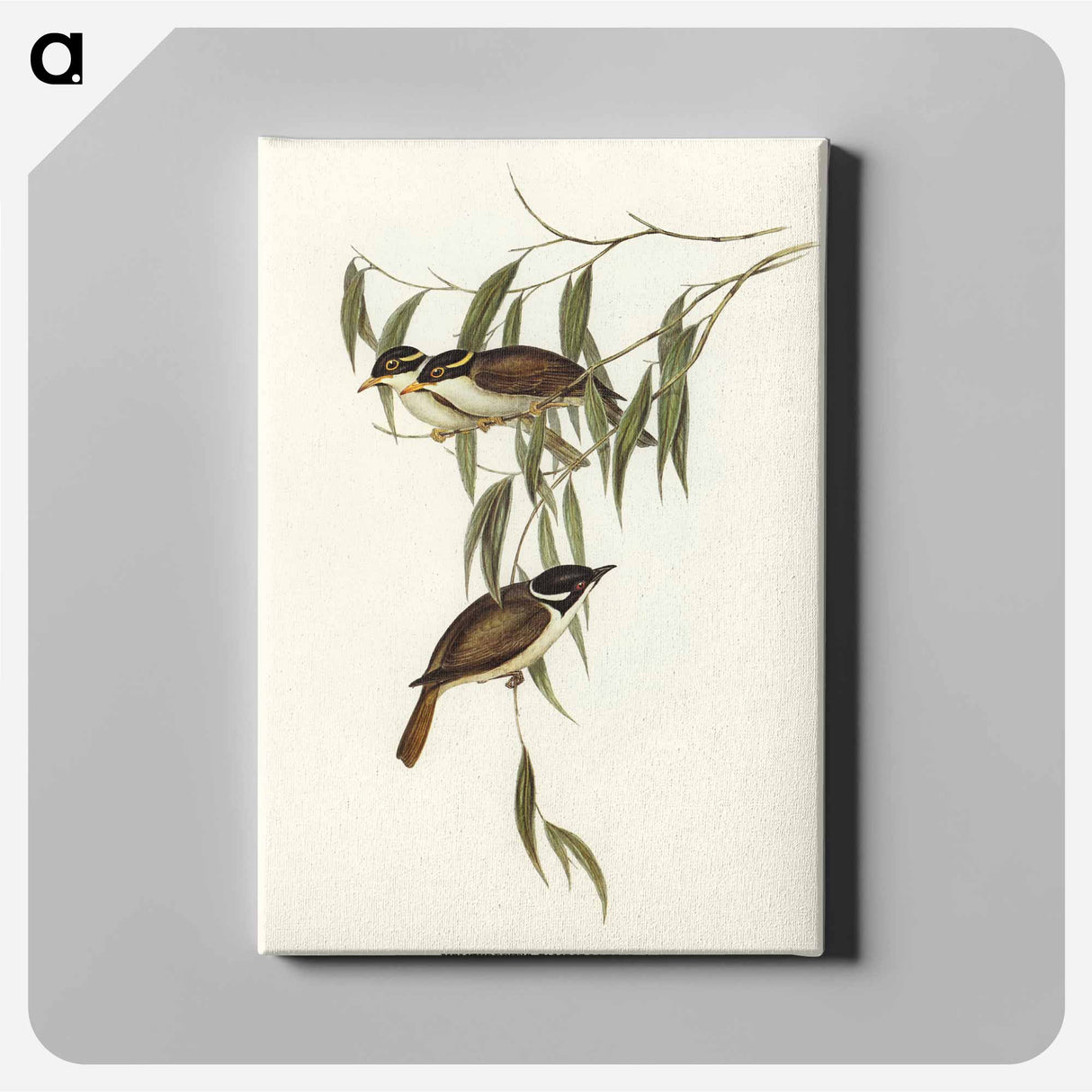 Strong-billed Honey-eater
 - オーストラリアの鳥 Canvas.