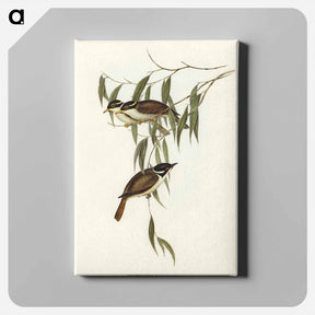 アートパネル-Strong-billed Honey-eater
 - オーストラリアの鳥 Canvas.