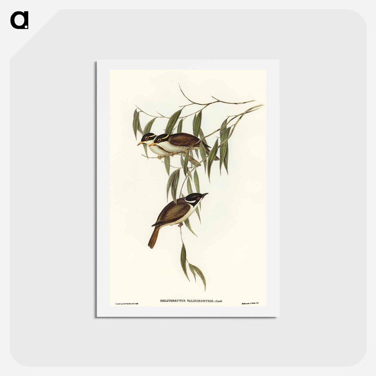 アートポストカード-Strong-billed Honey-eater
 - オーストラリアの鳥 Postcard.