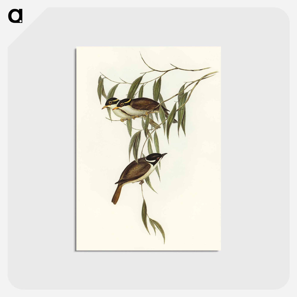 アートポストカード-Strong-billed Honey-eater
 - オーストラリアの鳥 Postcard.