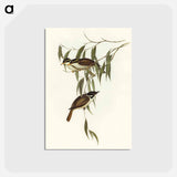 アートポストカード-Strong-billed Honey-eater
 - オーストラリアの鳥 Postcard.