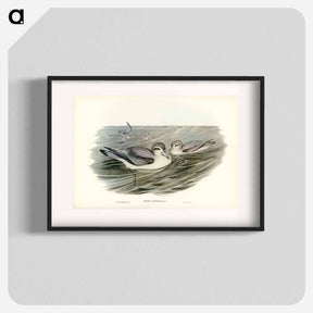 アートポスター-Broad-billed Prion
 - ジョン グールド Poster.