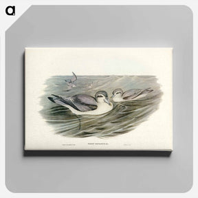 アートパネル-Broad-billed Prion
 - ジョン グールド Canvas.