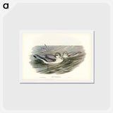 アートポストカード-Broad-billed Prion
 - ジョン グールド Postcard.