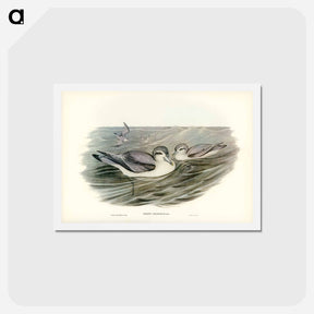アートポストカード-Broad-billed Prion
 - ジョン グールド Postcard.
