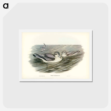 アートポストカード-Broad-billed Prion
 - ジョン グールド Postcard.