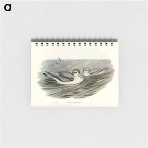 アートメモ帳-Broad-billed Prion
 - ジョン グールド Memo.